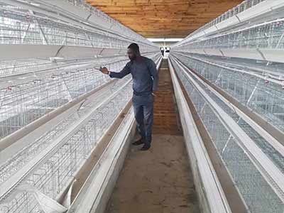 poultry cages for sale in nigeria