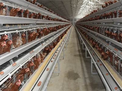 battery-cages-in-Uganda