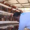layer-chicken-cages-in-Kenya