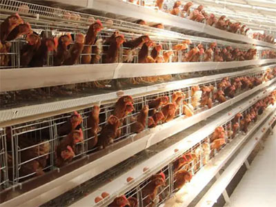 poultry cages for sale in Kenya