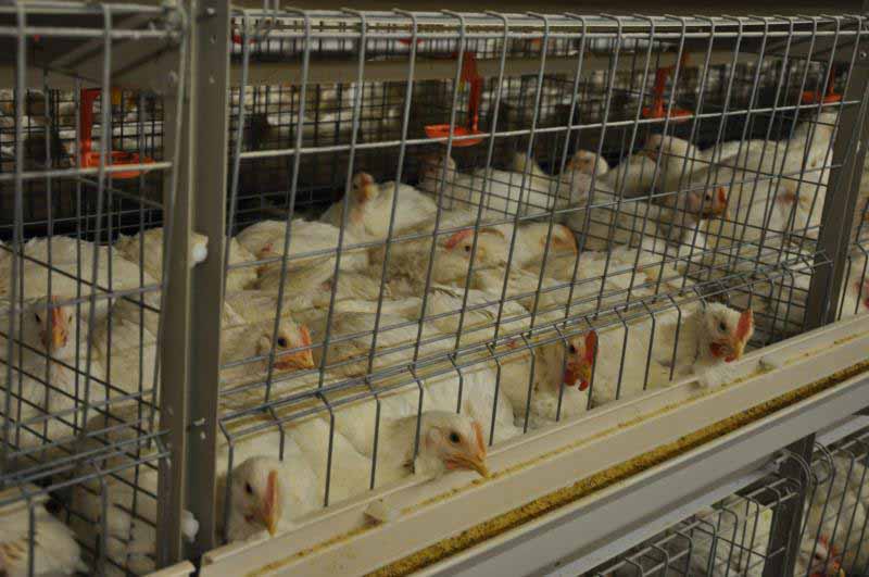 chicken farm cost