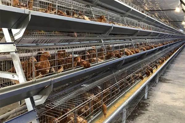 Layer Poultry Farming Project