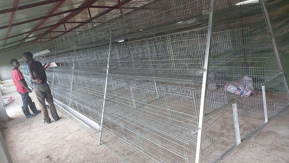 Laying Hen Cages in Zambia