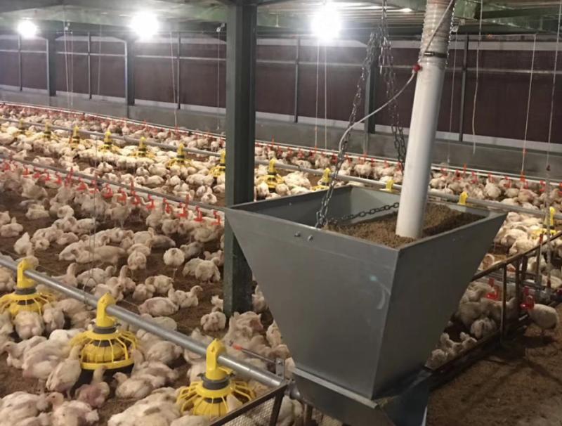 Price of Broiler Drinker and Feeder for Poultry Farming