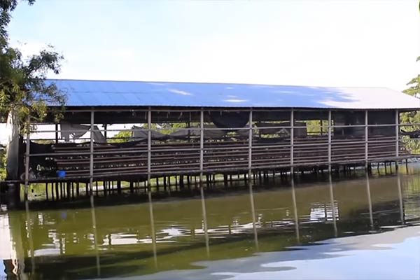Fish and Poultry Farming