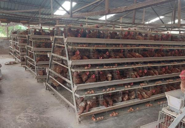 High-Quality Commercial Layer Cage Poultry Equipment in Nigeria