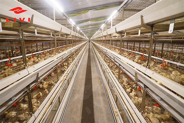 Automatic Broiler Chicken Cages for Sale Philippines