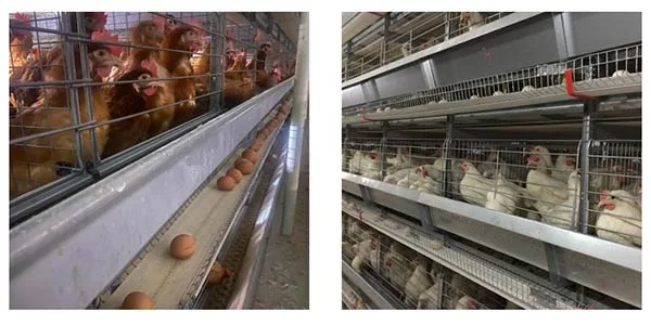 The Benefits of Battery Cages for Poultry Farming in Zimbabwe